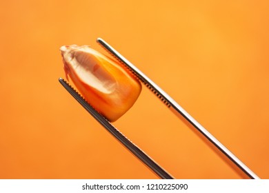 Scientist Examining Quality Of Harvested Corn Seed Kernels, Close Up Of Hand Holding Single Grain With Tweezers