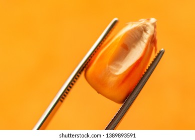 Scientist Examining Quality Of Harvested Corn Seed Kernels, Close Up Of Hand Holding Single Grain With Tweezers