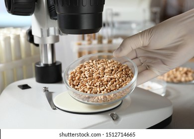 Scientist examining wheat grains with microscope in laboratory, closeup - Powered by Shutterstock