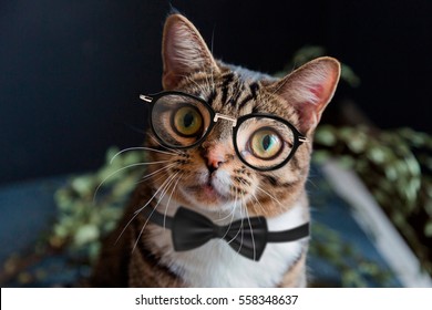 Scientist Gentleman Cat With Glasses