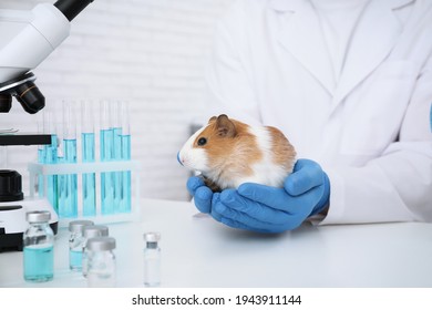 Scientist With Guinea Pig In Chemical Laboratory, Closeup. Animal Testing