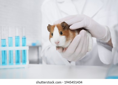 guinea pig in experiment