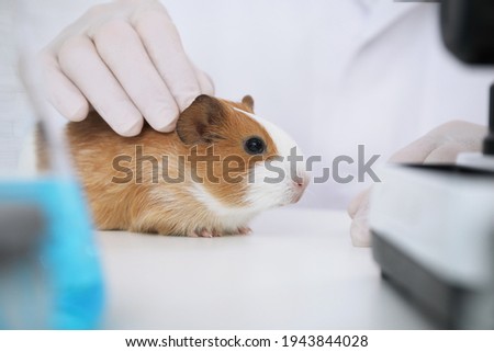 Scientist with guinea pig in chemical laboratory, closeup. Animal testing