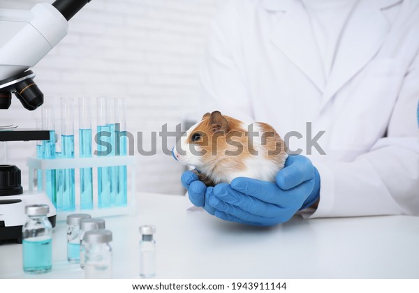 Scientist with guinea pig in chemical laboratory,\
closeup. Animal\
testing
