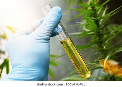 scientist hand holding a test tube of cbd biological and ecological herbal pharmaceutical cbd oil at a Hemp farm. Concept of herbal alternative medicine, cbd oil, pharmaceutical industry