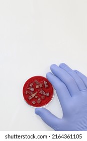 A Scientist Hand With A Petri Dish Where Synthetic Meat Is Grown From Adult Cow Stem Cells. Copy Space.
