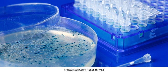 Scientist Hand  Picks Up Bacterial Colonies For Cloning Of Transgenic Vector Into Plasmid DNA