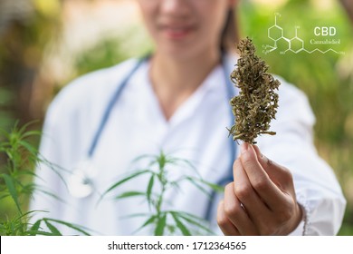 Scientist in a hemp field checking plants and flowers, alternative herbal medicine, Cannabis research concepts.