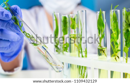 Scientist hold test tube with plant inside in laboratory. 