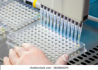 Scientist holding a 96 well plate with samples for biological analysis / Researcher pipetting samples of liquids in microplate for biomedical research in microbiology lab.