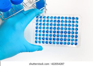 Scientist holding a 96 well plate with samples for analysis / researcher hand holding microplate