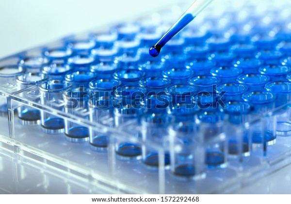 Scientist holding a 96 well plate\
with samples for biological analysis / Researcher pipetting samples\
of liquids in microplate for biomedical\
research