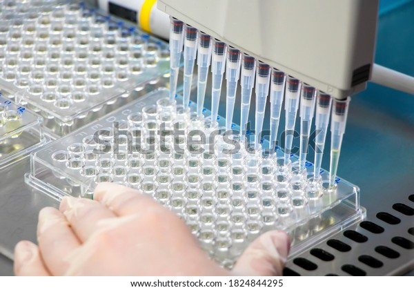 Scientist\
holding a 96 well plate with samples for biological analysis /\
Researcher pipetting samples of liquids in microplate for\
biomedical research in microbiology\
lab.
