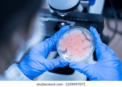 Scientist holding agar plate for diagnosis bacterial or  microorganism, blurry microscopy background at laboratory. Selective petri dish with colonies of bacteria under the lens of a microscope. - Powered by Shutterstock