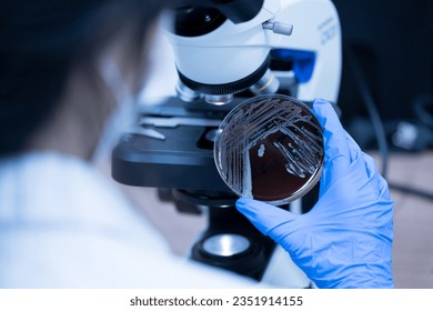 Scientist holding agar plate for diagnosis bacterial or  microorganism, blurry microscopy background at laboratory. Selective petri dish with colonies of bacteria under the lens of a microscope.