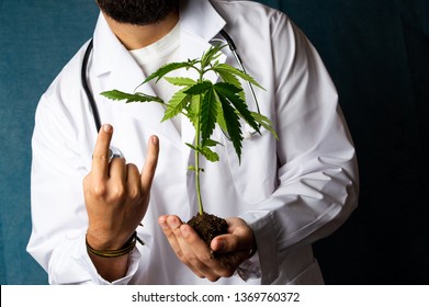 Scientist holding a marijuana branch close up