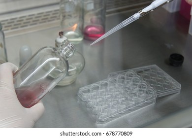 Scientist Holding Micro Pipette And Was Pipetting Red Medium From Bottle To Microwell Plate For Cell Culture, Soft Focus