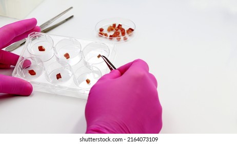 Scientist holding multi well plate with pieces of raw cultured meat in the biotechnology laboratory. Synthetic or in vitro meat production concept