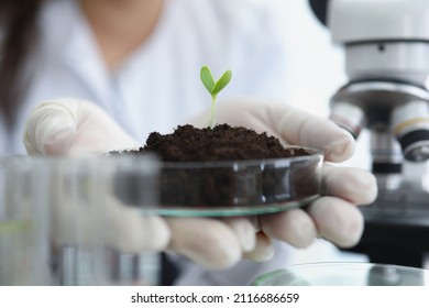 Scientist holding petri dish with earth and green plant sprout in his hands in laboratory closeup