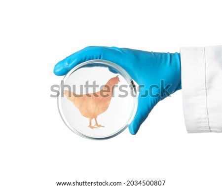 Scientist holding Petri dish with hen silhouette made of chicken fillet on white background, closeup. Cultured meat