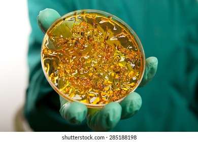 Scientist Holding A Petri Dish With Virus Cells