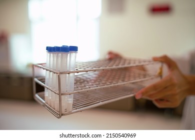 Scientist Holding Test Tube In Rack While Working In Laboratory. Soft Focus.        