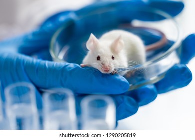 Scientist holding white laboratory mouse (mus musculus) in hands.