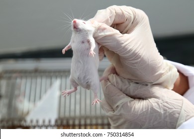 156 Mus musculus lab Images, Stock Photos & Vectors | Shutterstock