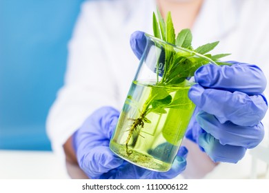 Scientist holds a flask with plant and fluid in his hands - Powered by Shutterstock