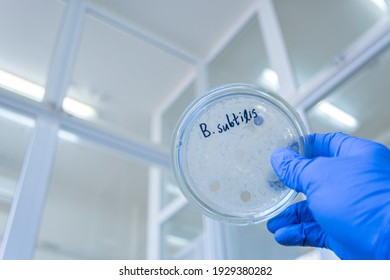 The scientist holds with his hand in a blue glove, a petri dish with the bacteria Bacillus subtilis against the background of a sterile laboratory room. - Shutterstock ID 1929380282