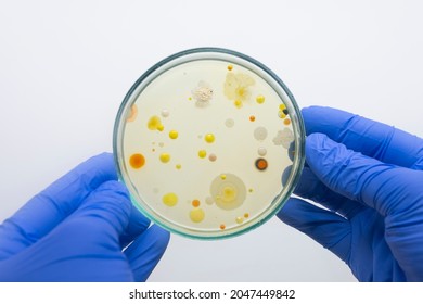 Scientist holds in his hands a petri dish with multi-colored bacteria from the environment, the isolation of dangerous bacteria in the laboratory. Isolate of a Petri dish in the hands of a doctor.