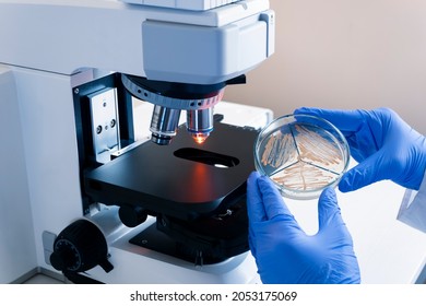 The scientist holds a petri dish in front of him with colonies of yeast bacteria, next to a large microscope, to study the bacteria under a microscope magnification. - Powered by Shutterstock