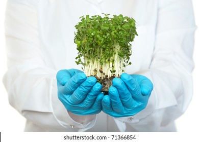 Scientist Holds Small Plant In Blue Rubber Safety Gloves, Isolated On White