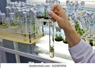 Scientist Holds Test Tube With Micro Plant In Vitro On Background Of Racks With Test Tubes.