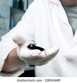 Scientist In Lab Coat Holds A Black Mouse In His Gloved Hand