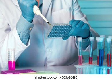 Scientist in lab holding a 96 well plate with samples for analysis / researcher pipetting samples in microplate