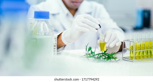 scientist in laboratory testing cbd oil extracted from a marijuana plant.  Healthcare pharmacy from medical cannabis.