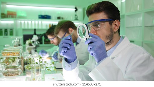 Scientist Man Studying Seeds Of Peas Engineering Development Laboratory Team Work Activity In Organic Agriculture Laboratory Room