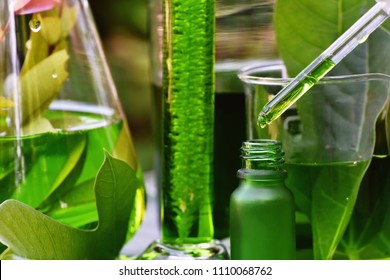 Scientist with natural drug research, Natural organic botany and scientific glassware, Alternative green herb medicine, Natural skin care beauty products, Research and development concept.
