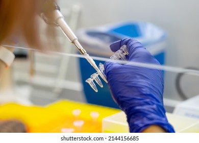 Scientist pipetting sample into vial for DNA testing. scientist loads samples DNA amplification by PCR into plastic PCR strip tubes. Biochemistry specialist works with lab equipment and glassware