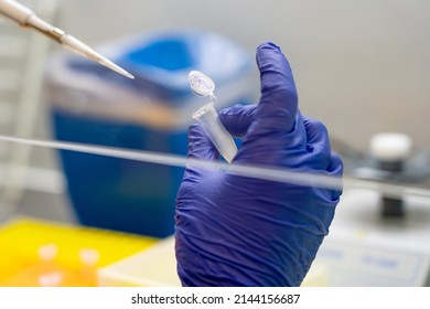Scientist pipetting sample into vial for DNA testing. scientist loads samples DNA amplification by PCR into plastic PCR strip tubes. Biochemistry specialist works with lab equipment and glassware - Shutterstock ID 2144156687