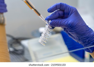 Scientist pipetting sample into vial for DNA testing. Scientist loads samples DNA monkeypox amplification by PCR into plastic strip tubes. Biochemistry specialist works with lab equipment - Shutterstock ID 2159501133
