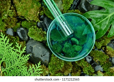 Scientist Pouring Organic Essence Substances In To The Petri Dish, Cosmetics And Skincare Formulating By Pure Natural Plant, Mosses And Pine Leaves Background, Drug Research And Development Concept.