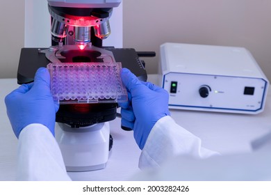 A scientist prepares to analyze samples under a microscope using red light. Analysis of a large number of samples under a large microscope.