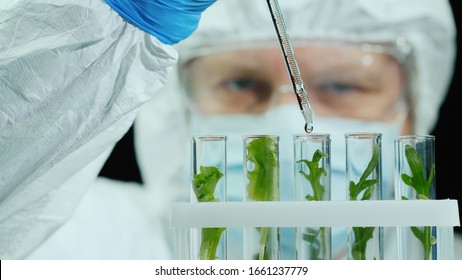 Scientist In Protective Jumpsuit And Glasses Works In The Laboratory With Samples Of Plants