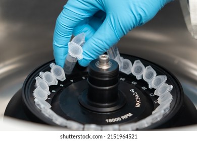 Scientist Puts Microcentrifuge Tubes Into Centrifuge For Phase Separation. DNA And Cell Analysis At Microbiology Laboratory. 