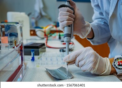 Scientist Puts Samples Of Of DNA Fragments On Foil For Electrophoresis Using Pipette