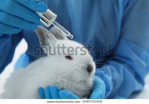 Scientist with rabbit and cosmetic product\
in chemical laboratory, closeup. Animal\
testing