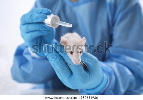 Scientist with rat and cosmetic product in\
chemical laboratory, closeup. Animal\
testing