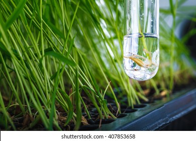 Scientist Research Genetic Improvement Jasmine Rice In Lab 